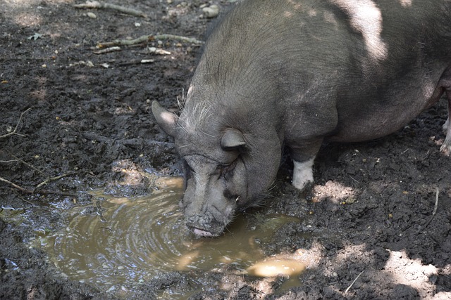 图片报：多特高层现在目标是联赛亚军、欧冠联赛阶段前八晋级
